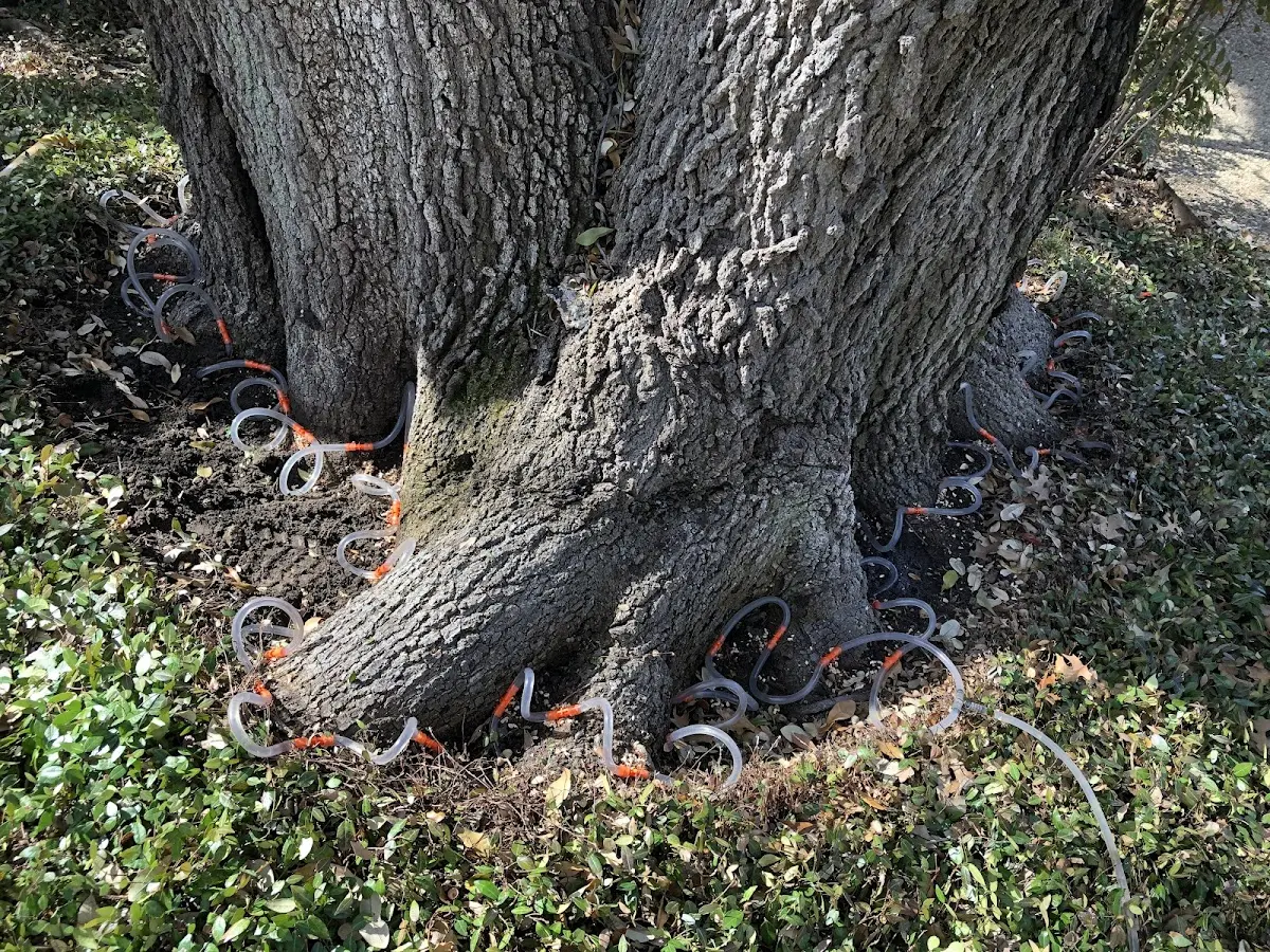 Detailed Tree Cabling and Bracing job site in Karluk